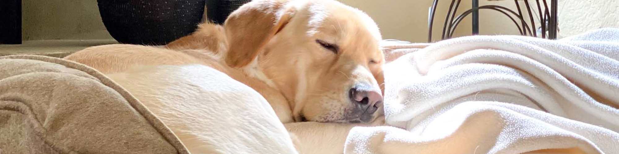 Pet Friendly | Riverwood Apartments in Wilmington, North Carolina