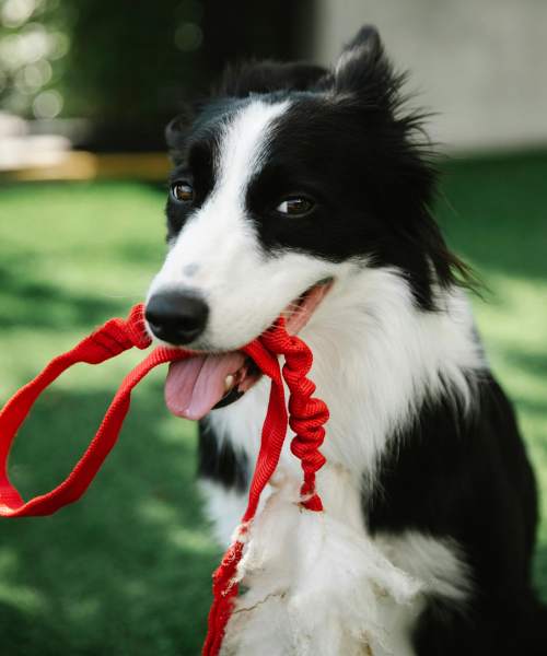 Dog at Calder in Round Rock, Texas