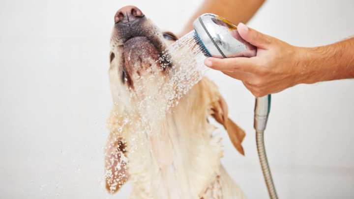 Person washing a dog in a pet-friendly space at {{location_name}} in {{location_city}}, {{location_state_name}}