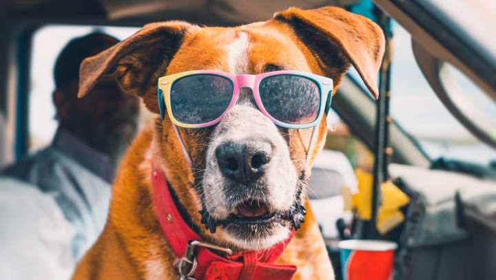 Cool dog wearing colorful sunglasses looking out of a pick-up truck window