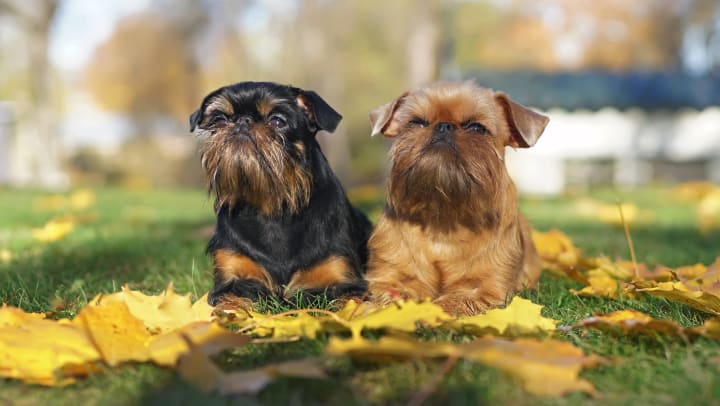Two Brussels Griffon dogs laying in a grassy field. 