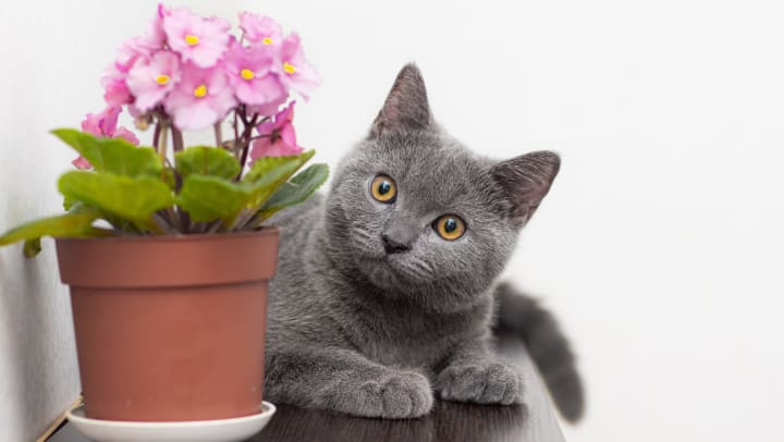 A gray cat lies on a shelf next to a houseplant with pink flowers. 