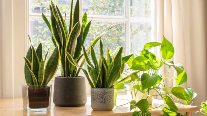 Indoor potted houseplants next to a window.