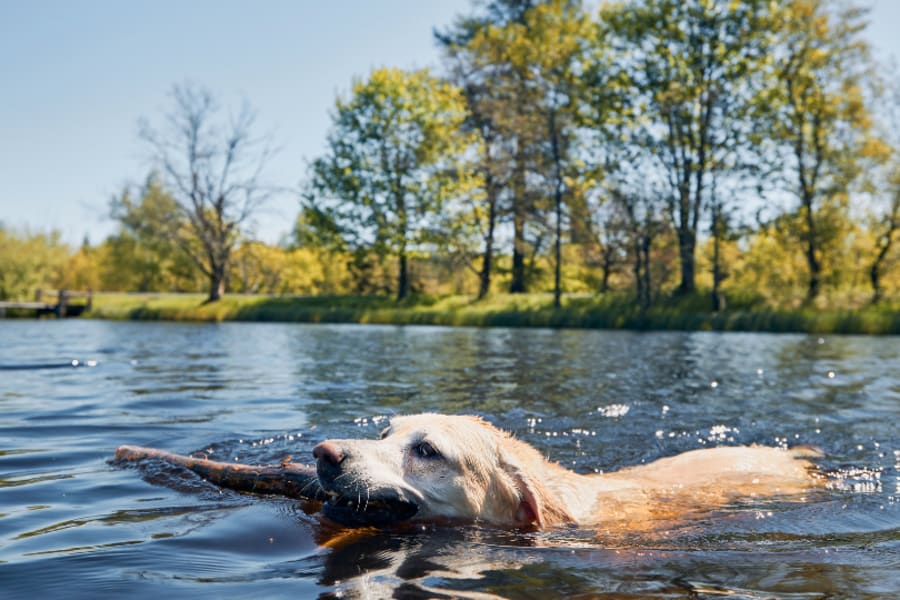 dog lake