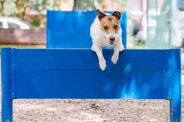 Pets are welcome at Bella Vida Estates in Plano, Texas