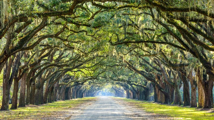 Oak tree lined road at historic Wormsloe Plantation in Savannah