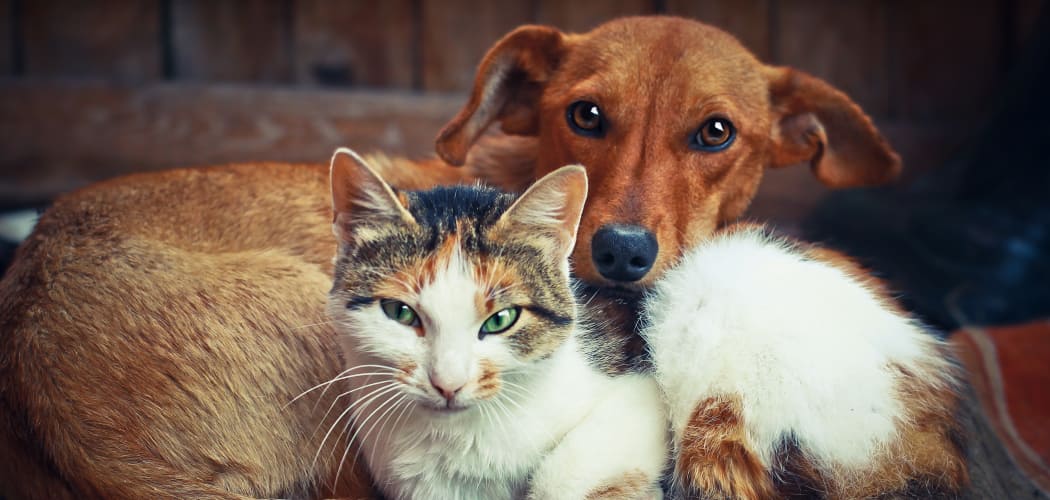 Resident pets relaxing together in their new home at Creekside Village Apartment Homes in San Bernardino, CA