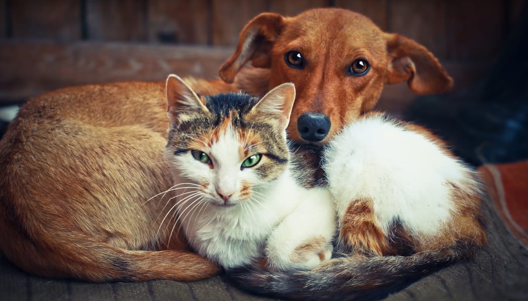 Dog and cat resting together in their new home at IMT Park Encino in Encino, CA