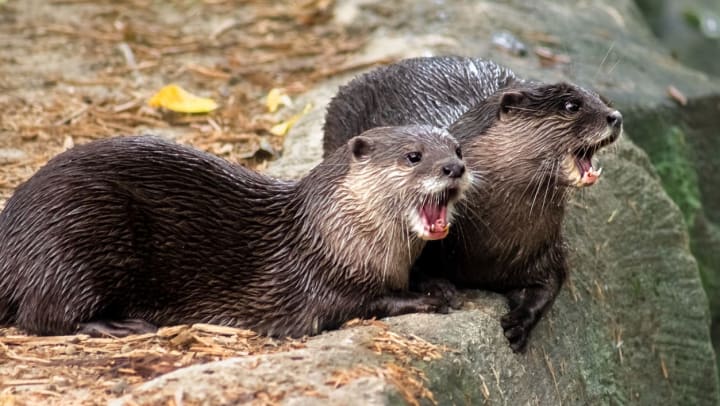 A pair of North American river otters lounging by a river.