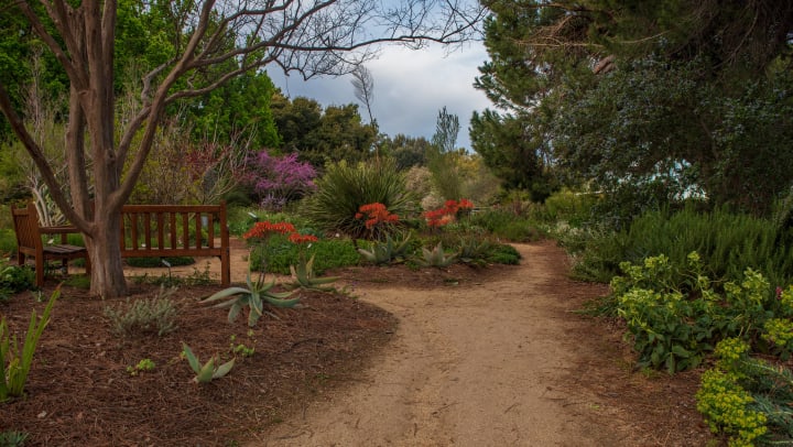 UC Davis Arboretum garden path