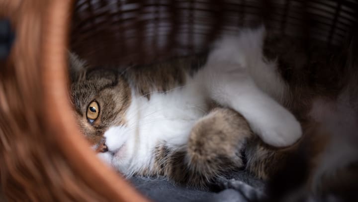 Cat lying on its side in a basket