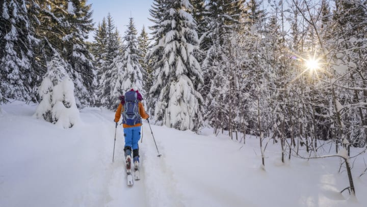 Person skis through snowy backcountry forest