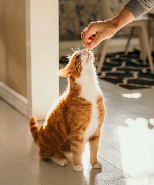 Pet friendly at Cambridge Court Apartments in West Des Moines, Iowa