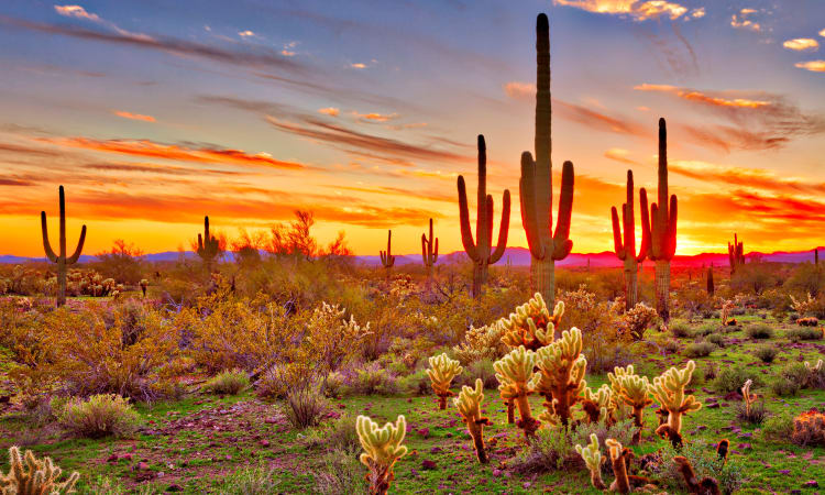 Beautiful desert sunset near The Boulevard in Phoenix, Arizona