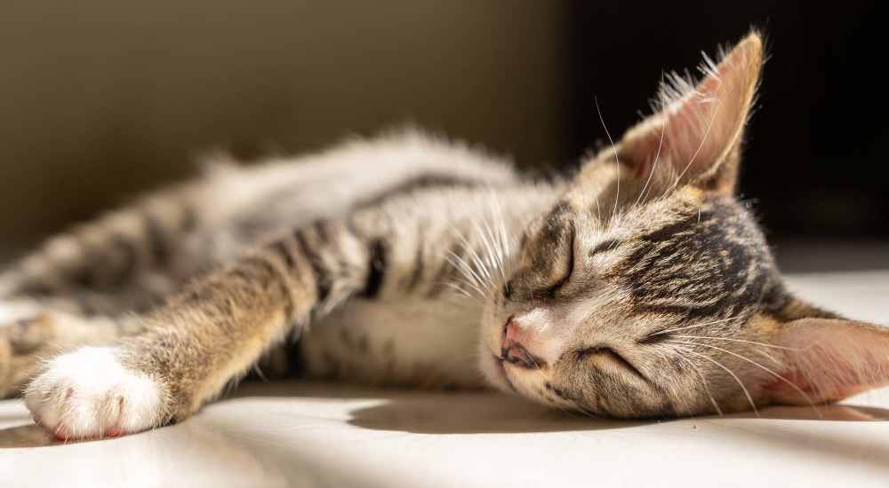 Cat sleeping on couche at The Apartments at Goose Creek in Fishersville, Virginia