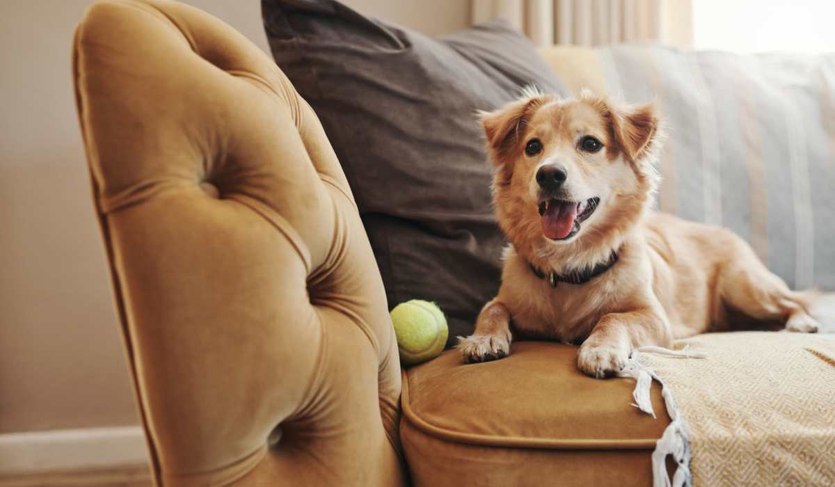 Resident dog seating in sofa at Millicent Crossing in Shreveport, Louisiana