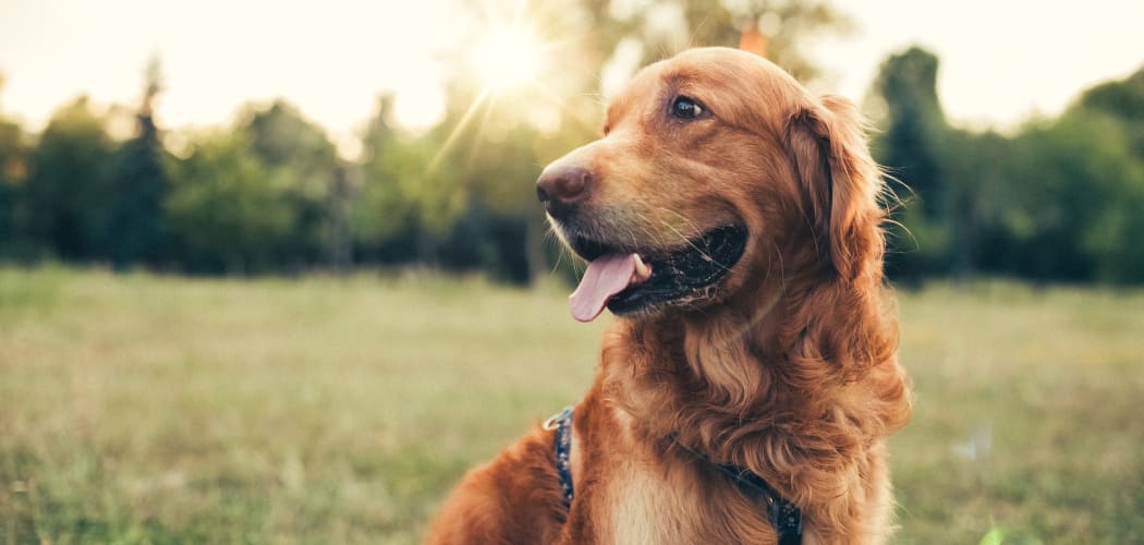 Happy dog at its new home at IMT At The Medical Center in Houston, TX