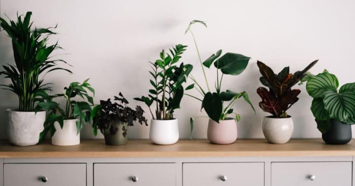 a variety of indoor plants lined up on a dresser