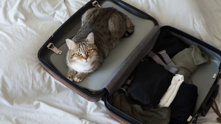 A cat in a suitcase