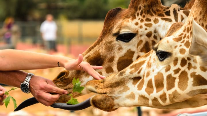 Two people feeding and petting giraffes