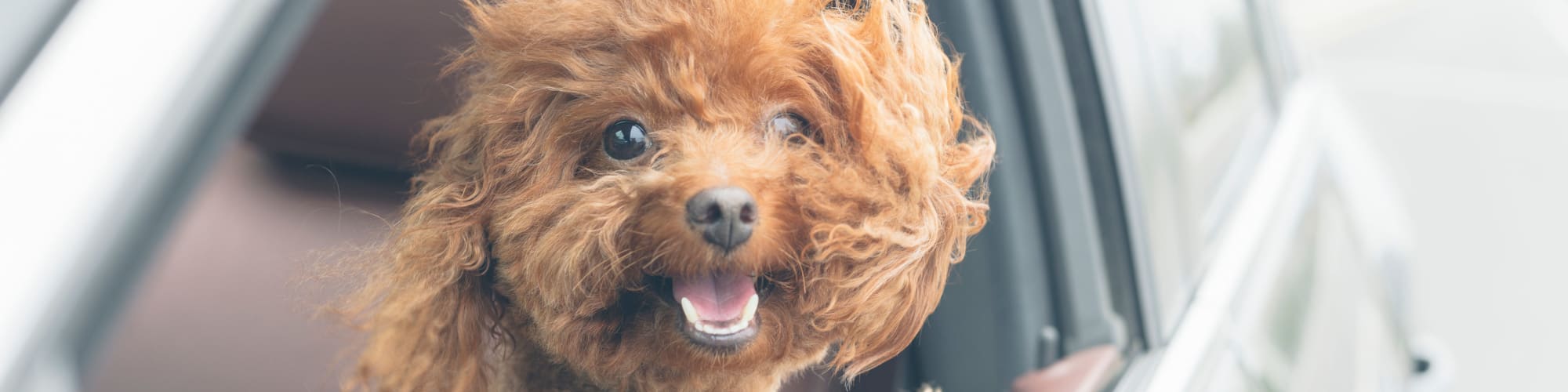 Pet-friendly apartments at Aviva in Mesa, Arizona