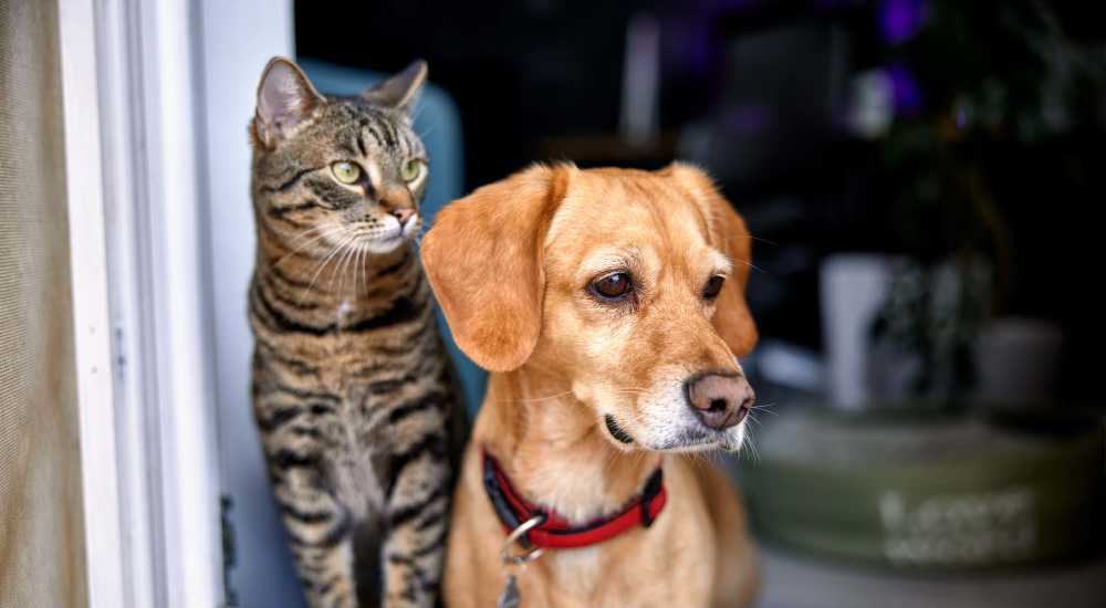 Dog and cat at Lankershim Arms in North Hollywood, California