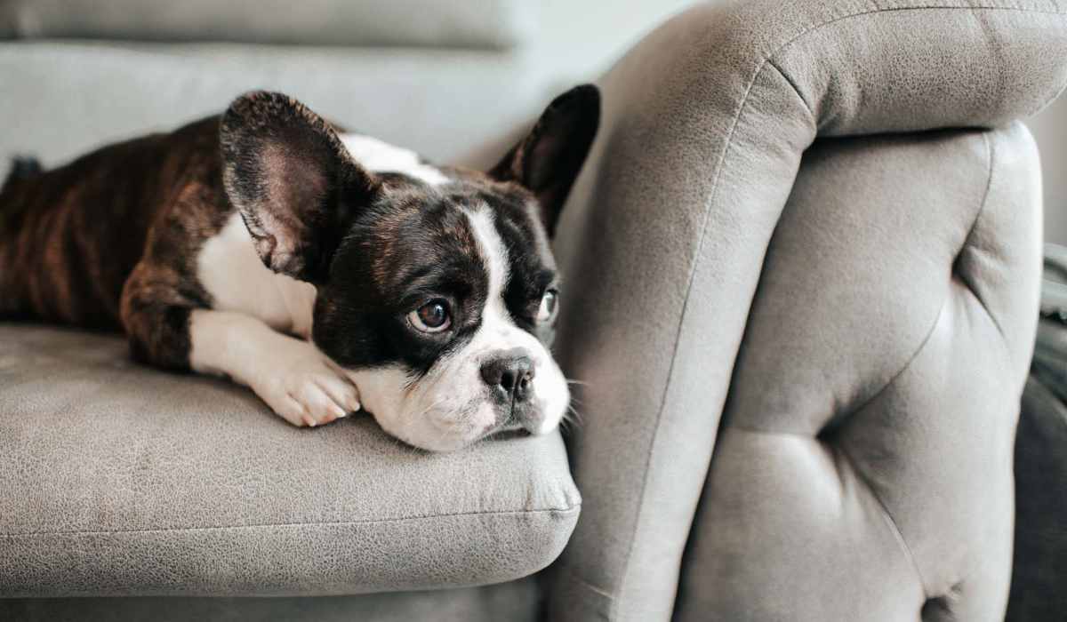 Apartment pet at Perry Street Lofts in Petersburg, Virginia