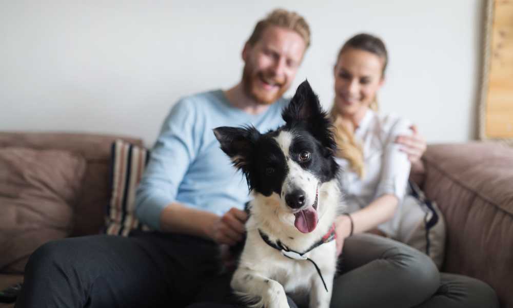 Dog sitting on a couch with two people at Ardmore & Twenty Eighth in Atlanta, Georgia 