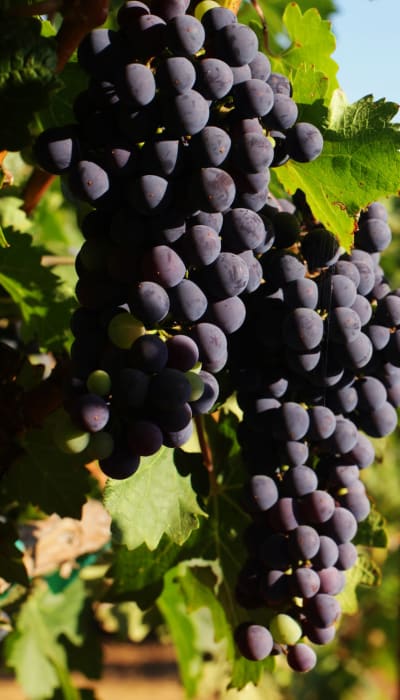 Grapes from a local vineyard near our Sonoma Mission community at Mission Rock at Sonoma in Sonoma, California