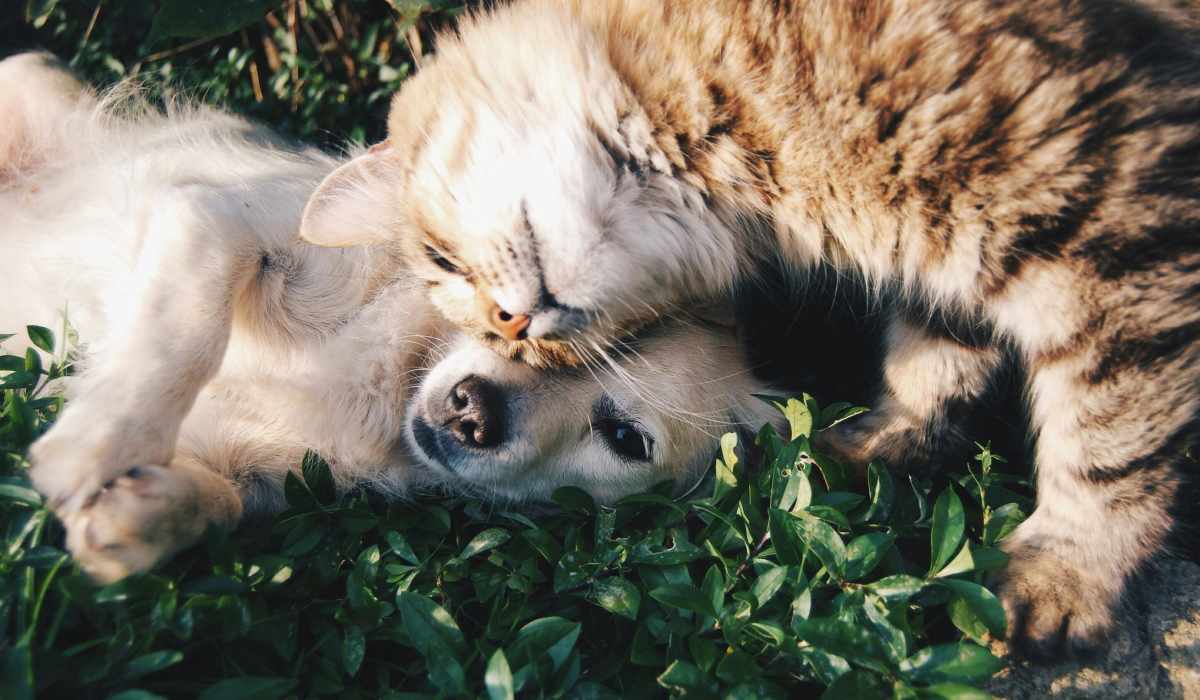 Dog and cat sleeping together in grass at Collier in Pflugerville, Texas