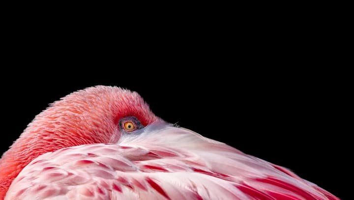 Pink flamingo hiding its beak under its wing in Worth, Texas near The Davis