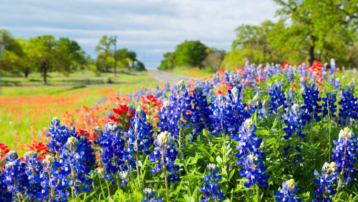 Blue and red wildflowers in a sunlit park with green trees in the background.