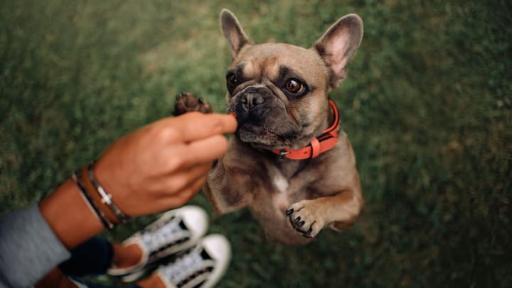 A person feeds a treat to a dog, which is standing on two legs in excitement.