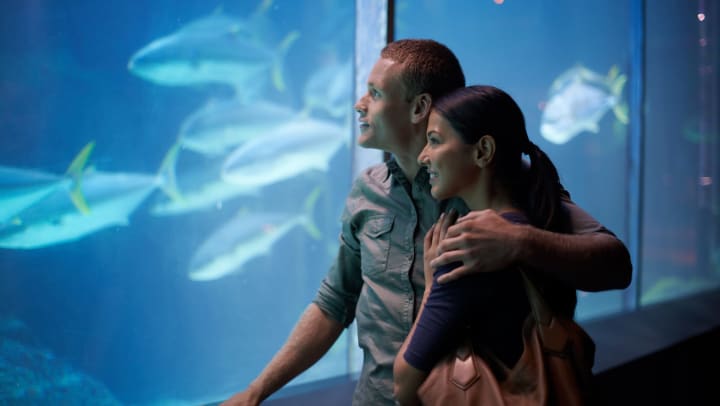 A man and a woman holding each other and looking at fish at an aquarium. 