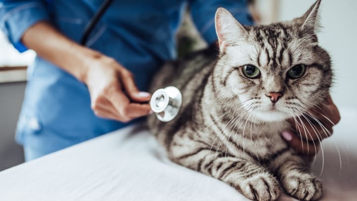 A veterinarian with a stethoscope examines a gray cat