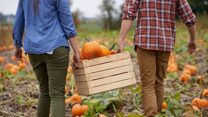 Woman and man carrying a wooden box full of pumpkins through a pumpkin patch
