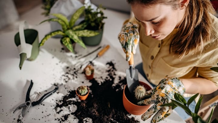 Overhead view of a young woman planting a cactus in a pot, with other plants, soil, and gardening tools laying on the counter around her.