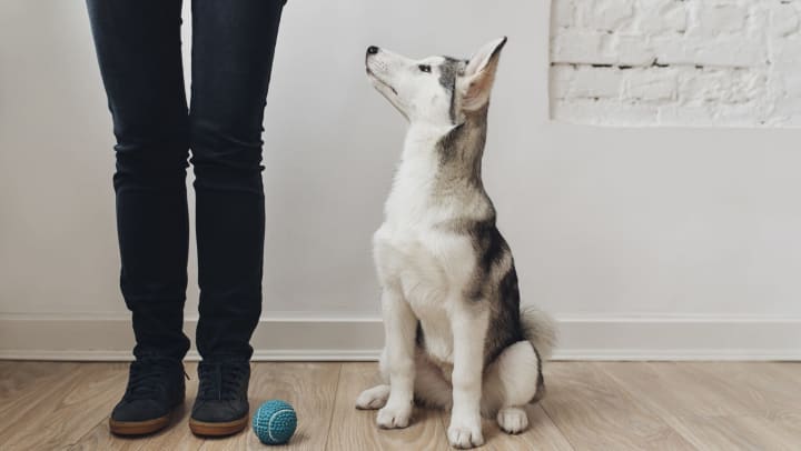 Dog sitting on the floor next to a ball and looking at owner.