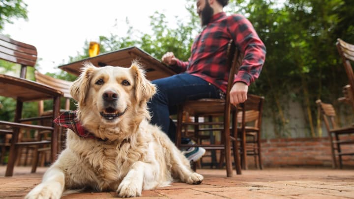 Dog lying on ground facing camera with owner in the background sitting in a chair with a glass of beer in front of him.