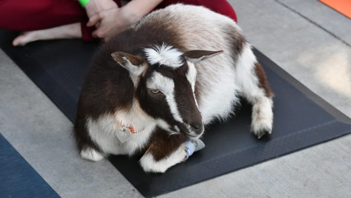 Goat lying down on a yoga mat with a person in leggings sitting next to it.