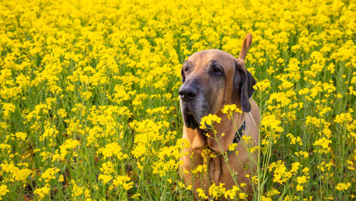 Large, tan dog standing in a flowering field on a sunny day.