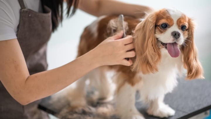 Cavalier King Charles Spaniel on grooming table with fur being brushed out by groomer wearing apron