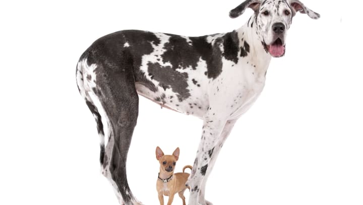 A Chihuahua standing underneath a Great Dane