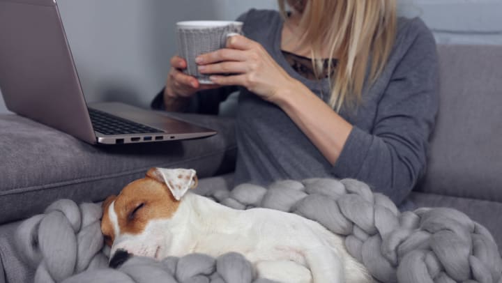 A woman holding a coffee mug looks at her laptop while sitting on the sofa with a chunky knit blanket and a sleeping dog on her lap.