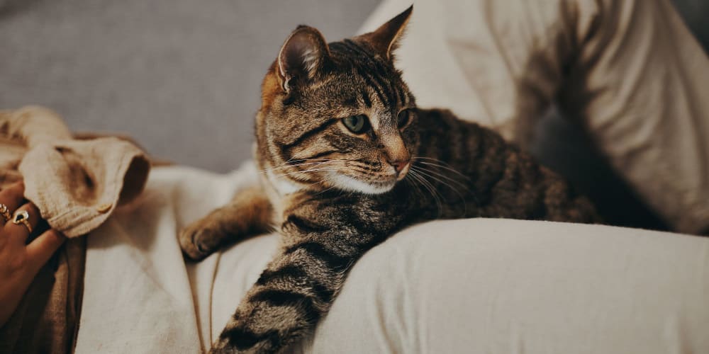 Cat laying on a lap at Bella Rose in Antioch, California