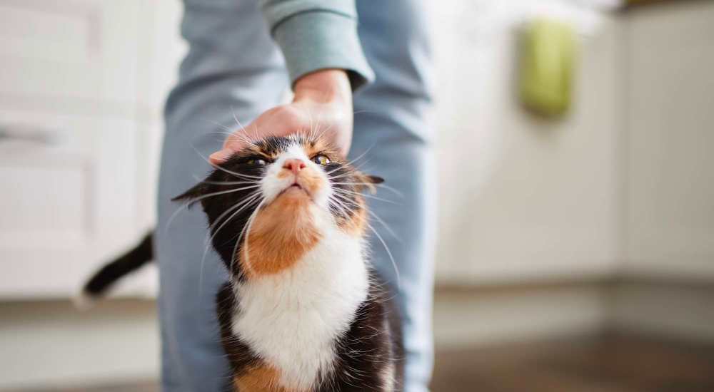 Happy cat with her resident at Vue 3600 in Richmond, California