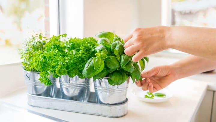 close up of a person’s hands picking leaves off of a basil plant that is next to two other herb plants in metal containers indoors | fun at-home activities