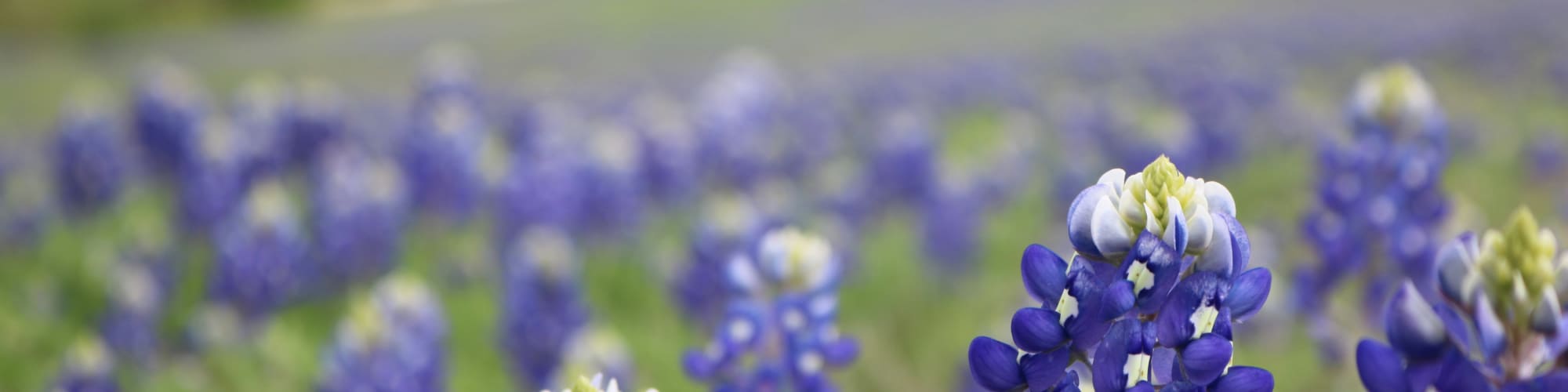 FAQ | Vantage Point Apartments in Dallas, Texas