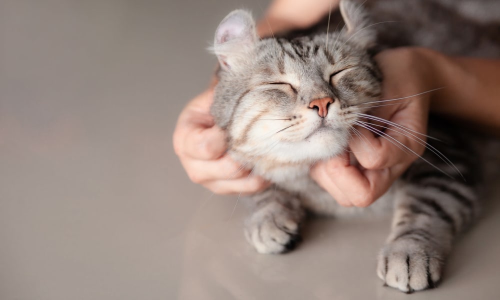 Happy cat getting scratched behind her ears at The Vivian in Chicago, Illinois