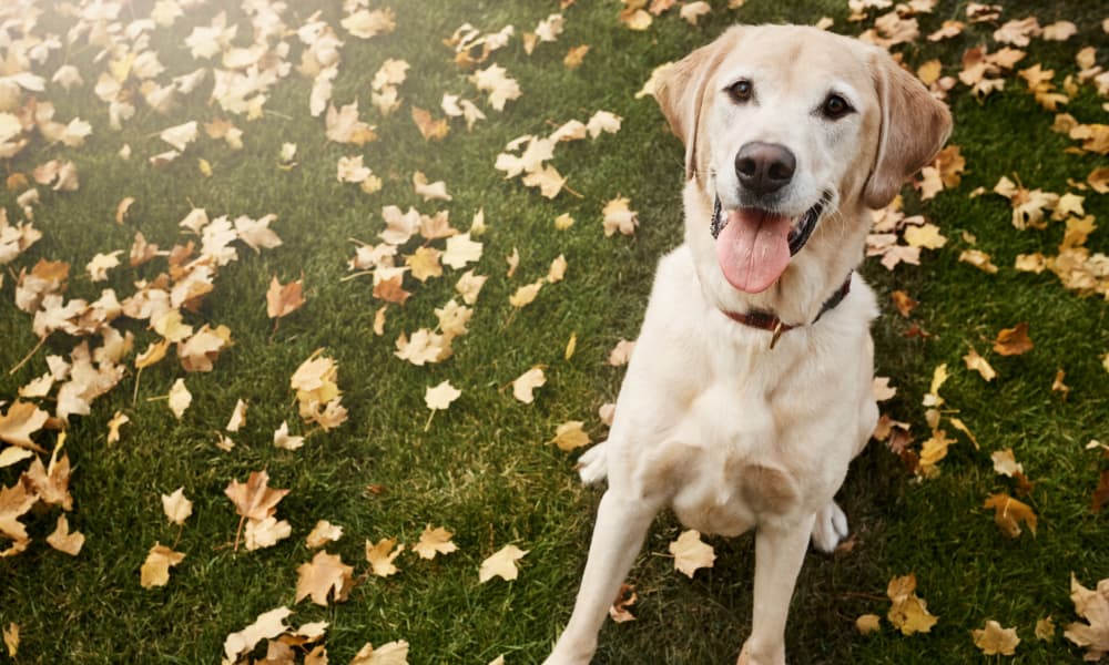 Cute dog at Woodcreek Apartments in Huntsville, Texas